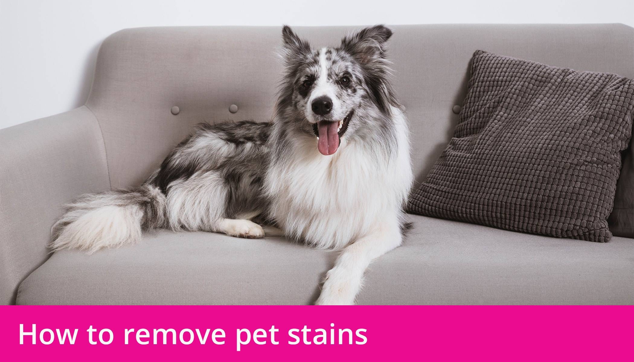 How to remove pet stains