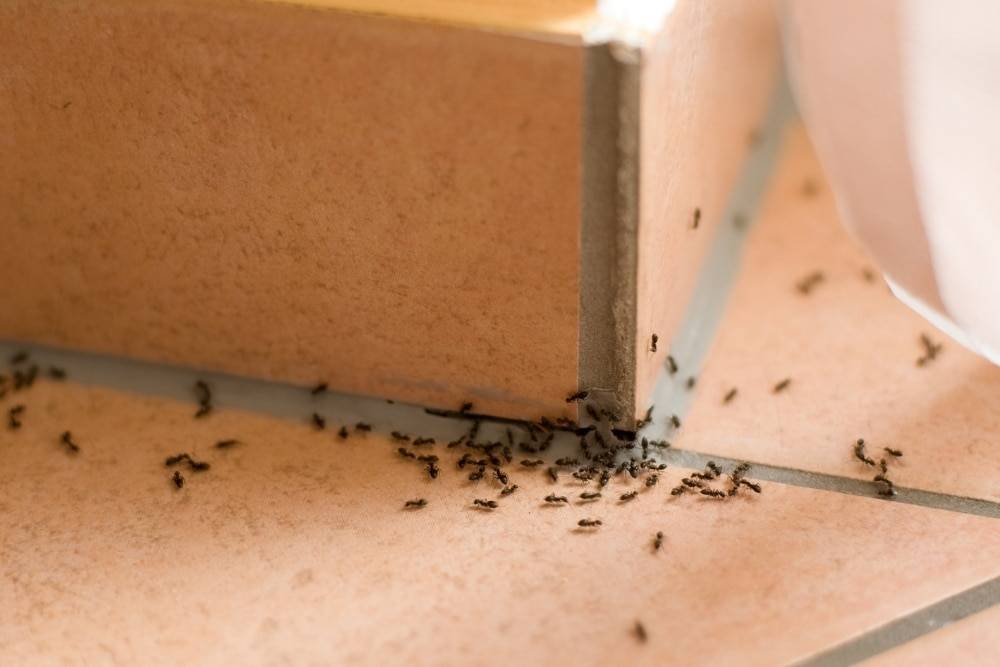 prevent ants1 - Bello's Cleaning