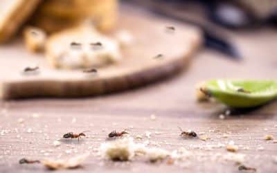 How to avoid ants in our home