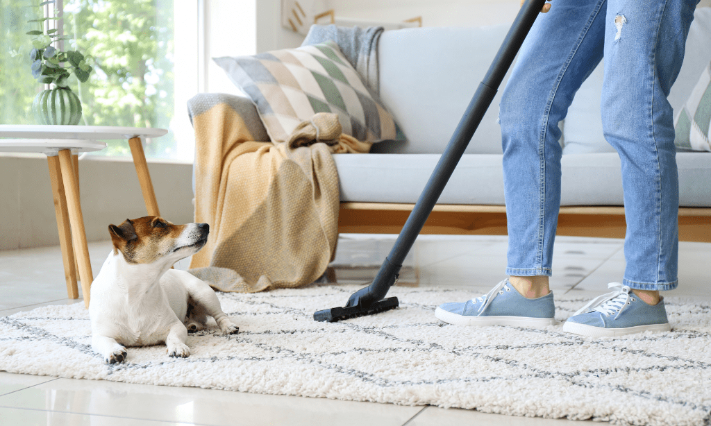 How to Maintain Clean Carpets During Allergy Season- Bellos Cleaning - Annapolis, MD a woman vacuuming the carpet - How to Maintain Clean Carpets During Allergy Season- Bellos Cleaning - Annapolis, MD