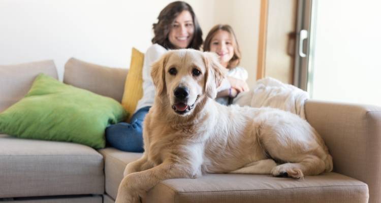 Busy family with kids and a dog enjoying a clean living room after weekly house cleaning in Anne Arundel County
