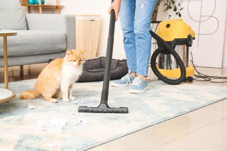 Pet smells after cleaning in a Bethesda MD home